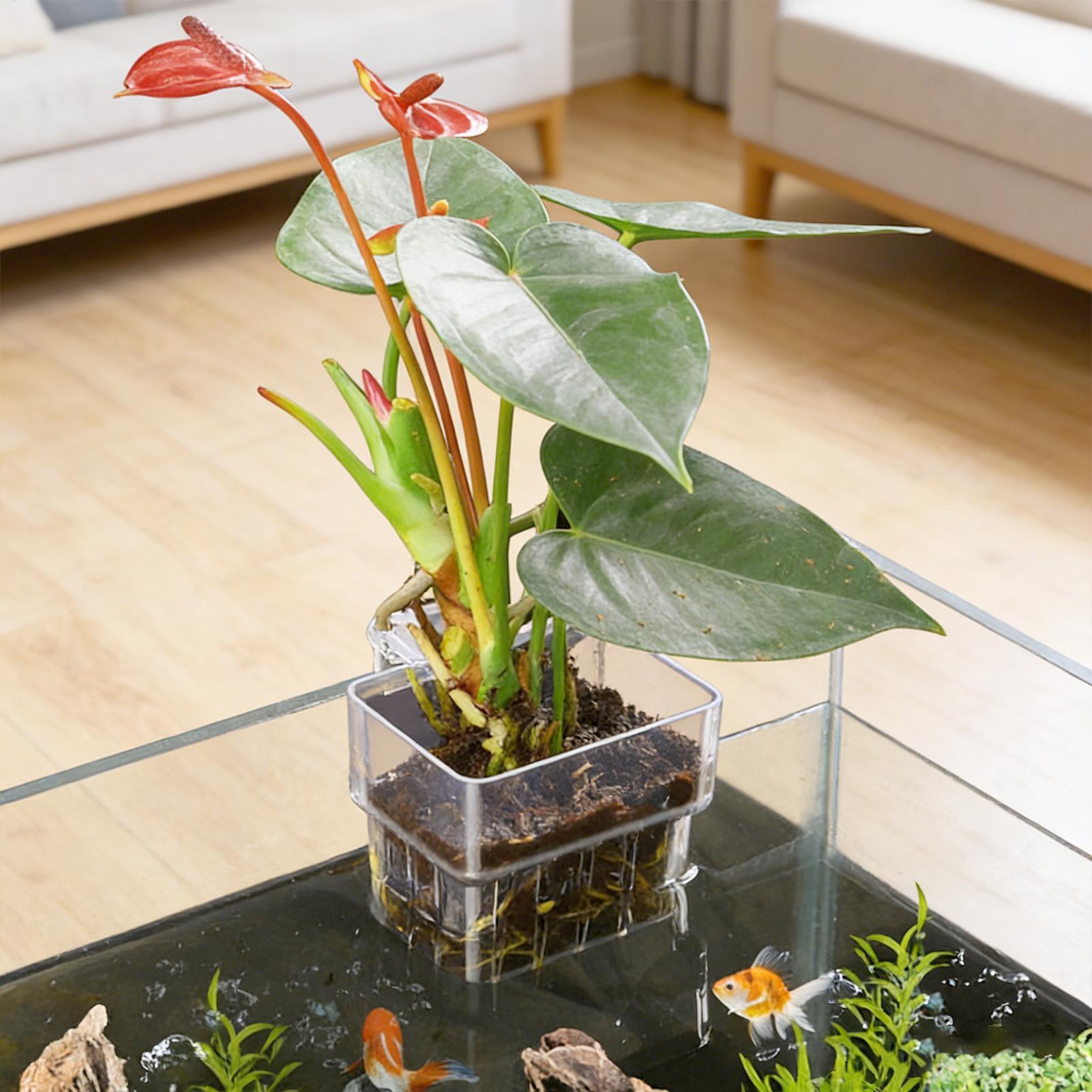 Aquarium Plants Live - Aquarium Plant Basket Transparent Fish Tank