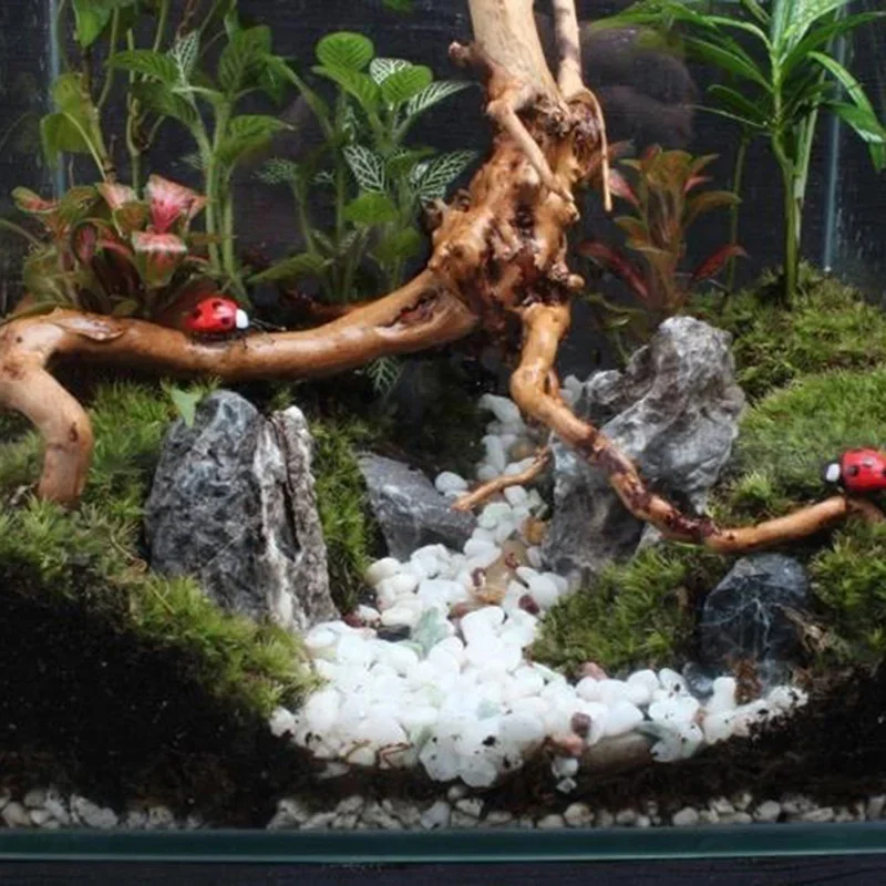 Natural Tree Trunk Driftwood A - Aquarium Plants Live recension och pris