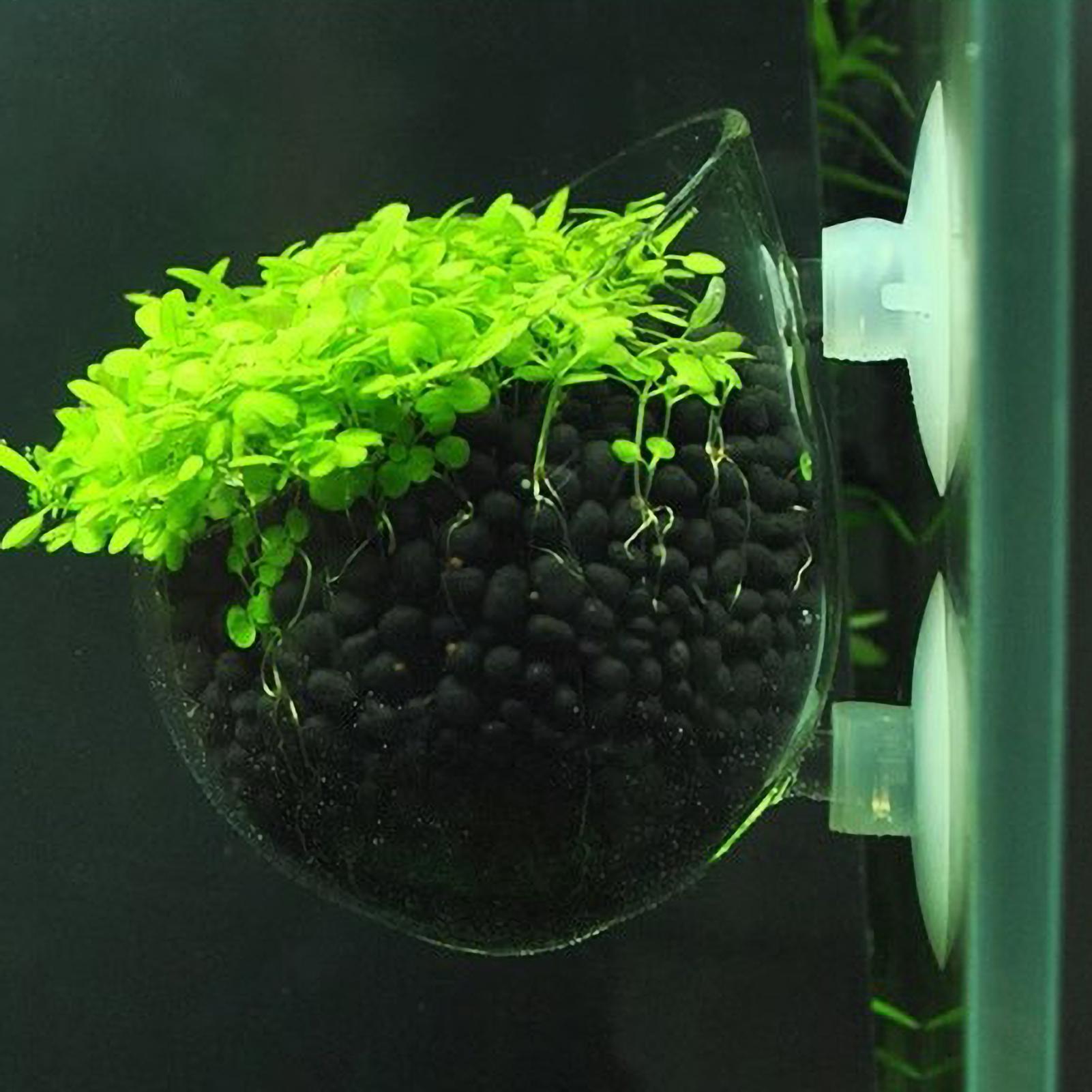 Aquarium Plant Holder Glass Aq - Aquarium Plants Live recension och pris
