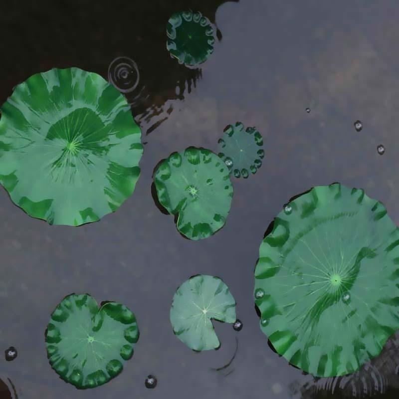 2026 Artificial Water Lily Lot - Aquarium Moss recension och pris