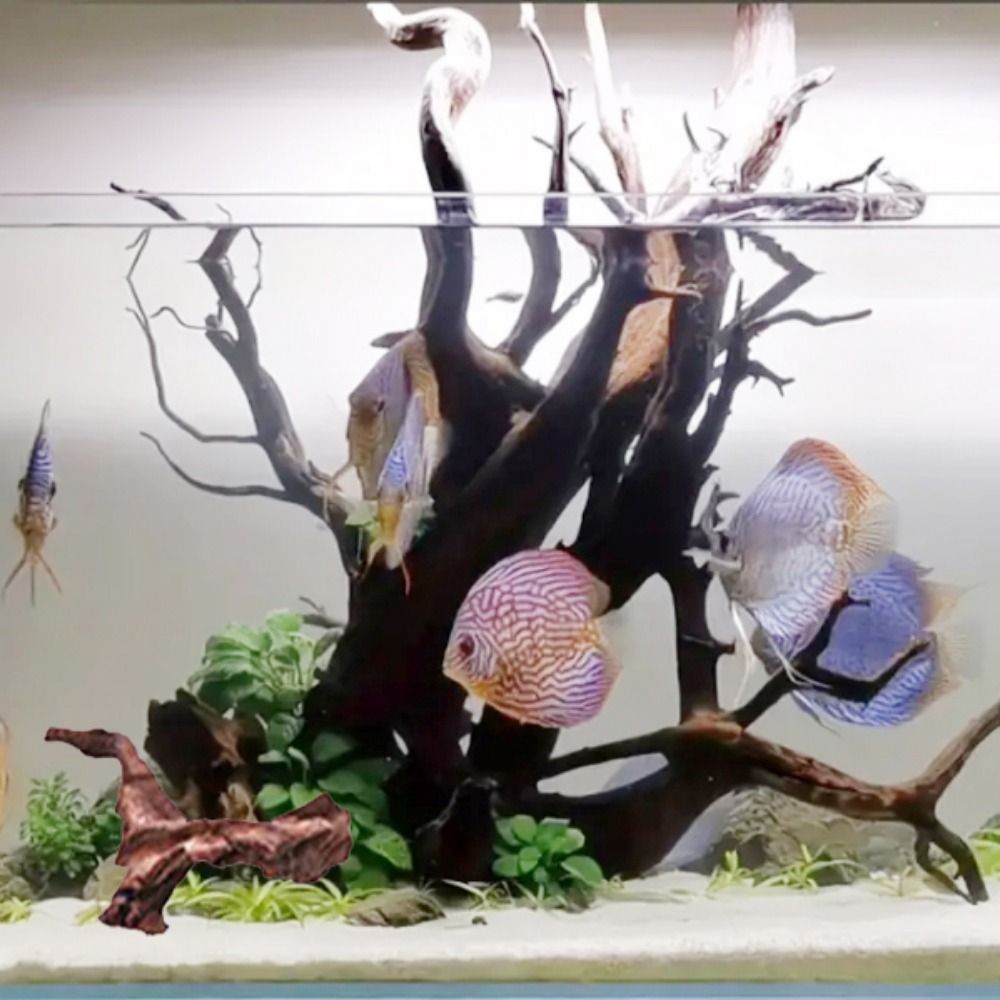 Creative Irregular Shape Coral - Aquarium Plants Live recension och pris