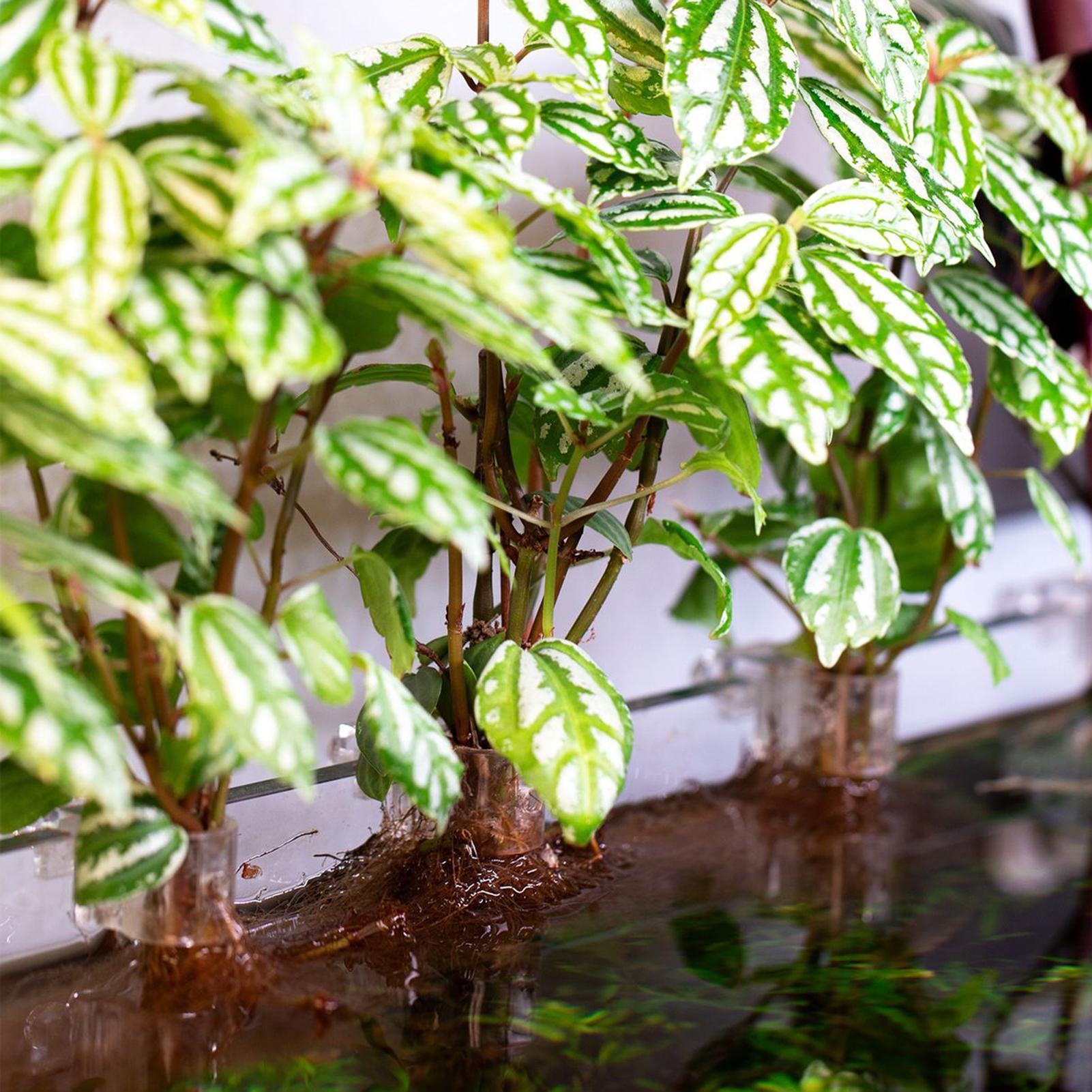 6pcs Aquarium Plant Holders Cl - Aquarium Plants Live recension och pris