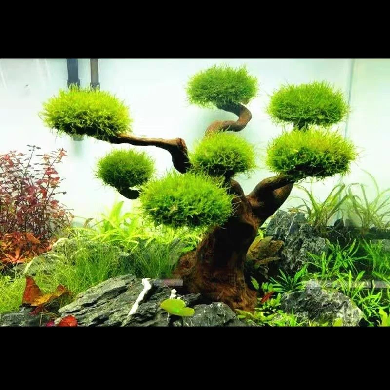Aquarium Driftwood Landscaping - Aquarium Driftwood recension och pris