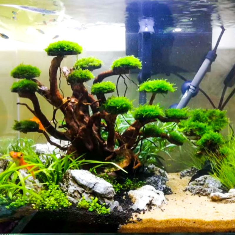 Aquarium Landscaping Moss Tree - Aquarium Moss recension och pris